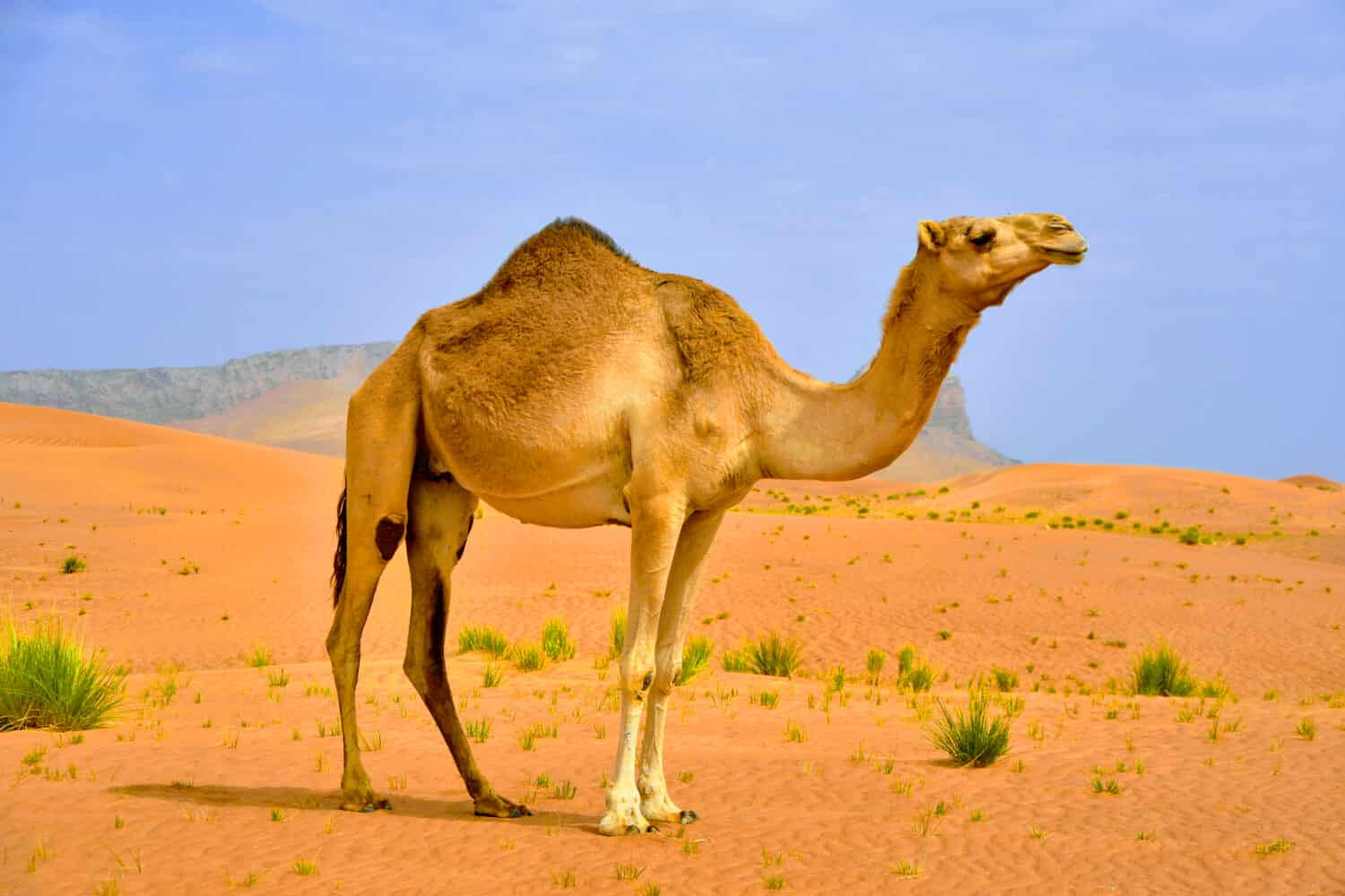 Camel