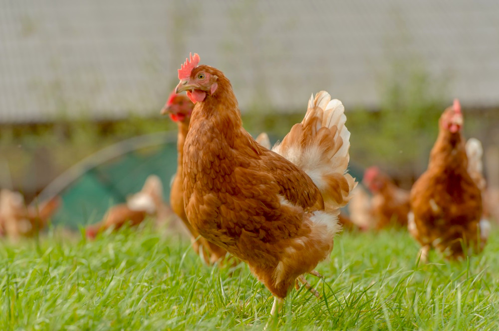Hen